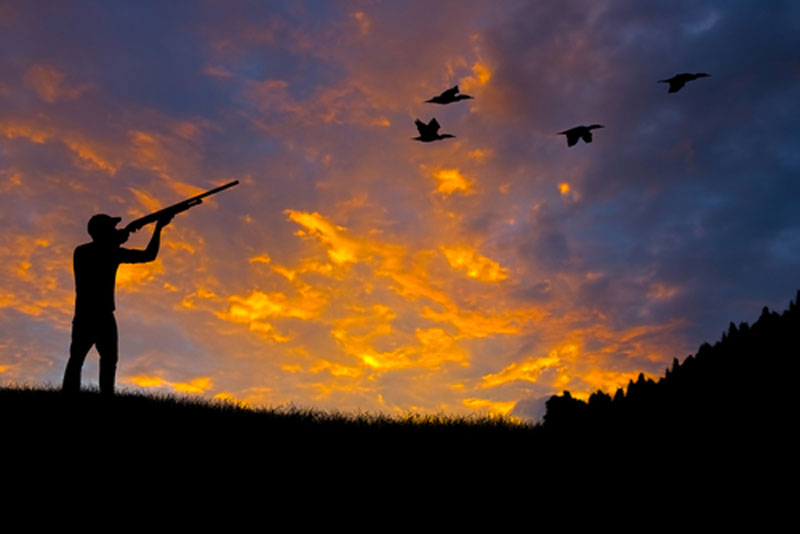 Silhouette duck hunter at dusk aiming shotgun at ducks flying overhead