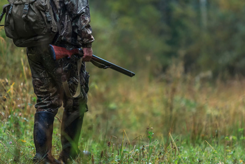 Hunter in camo walking to woods with shotgun