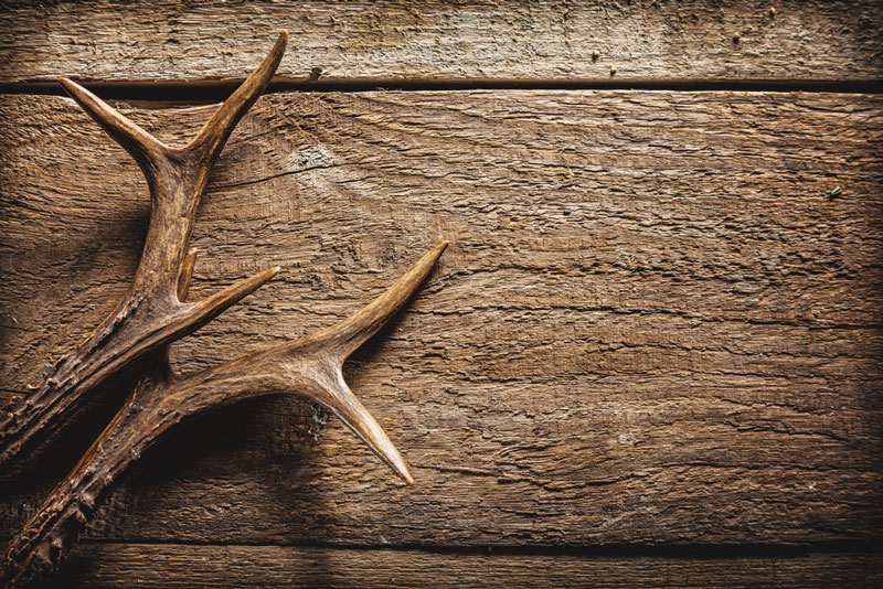Deer Antlers Against Rustic Wooden Background