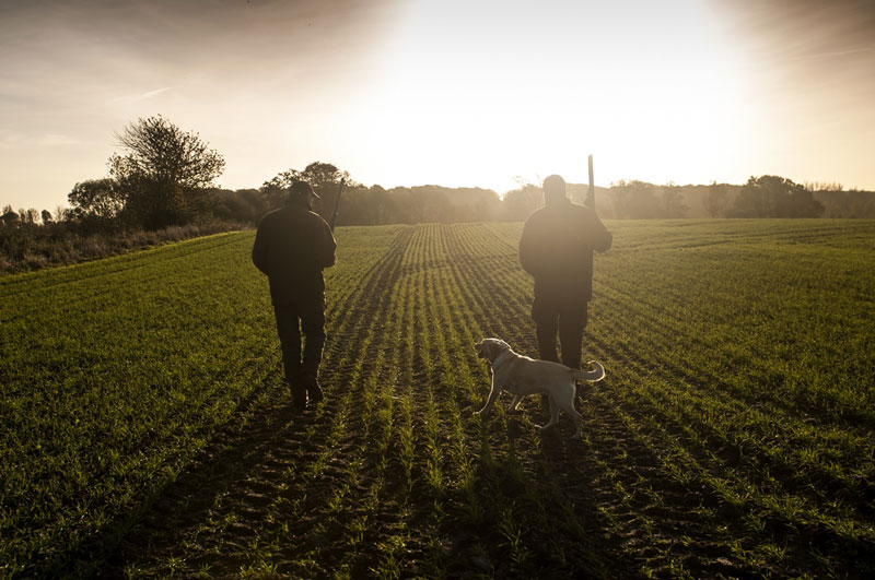 Two hunters and dog walking to forest across field at dawn