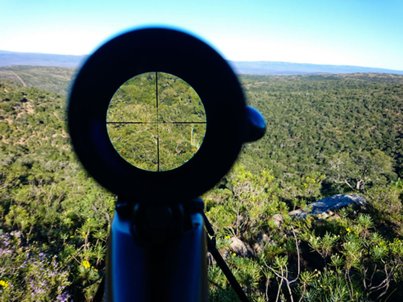 Looking through a rifle scope at the cross-hairs focused on a group of forest trees