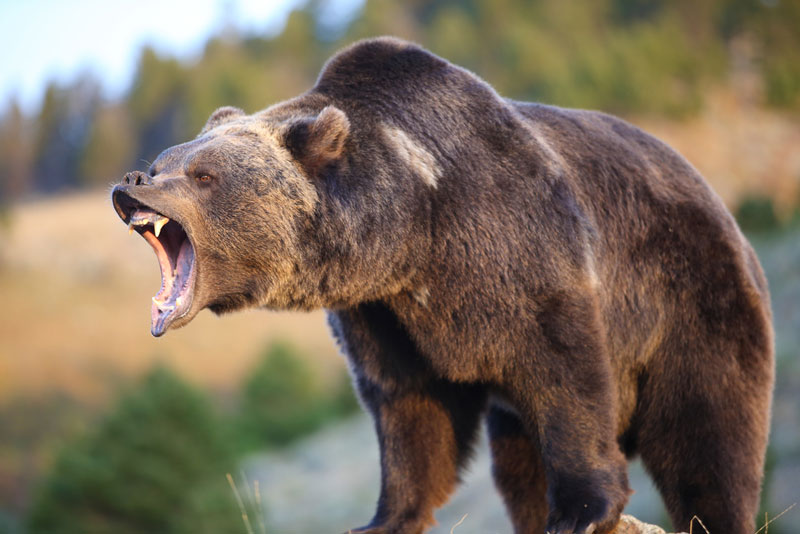 North american grizzly bear growling