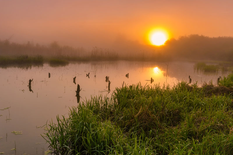 Fog over the swamp at sunrise