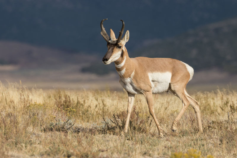 Pronghorn antelope buck walking in grass field during antelope season