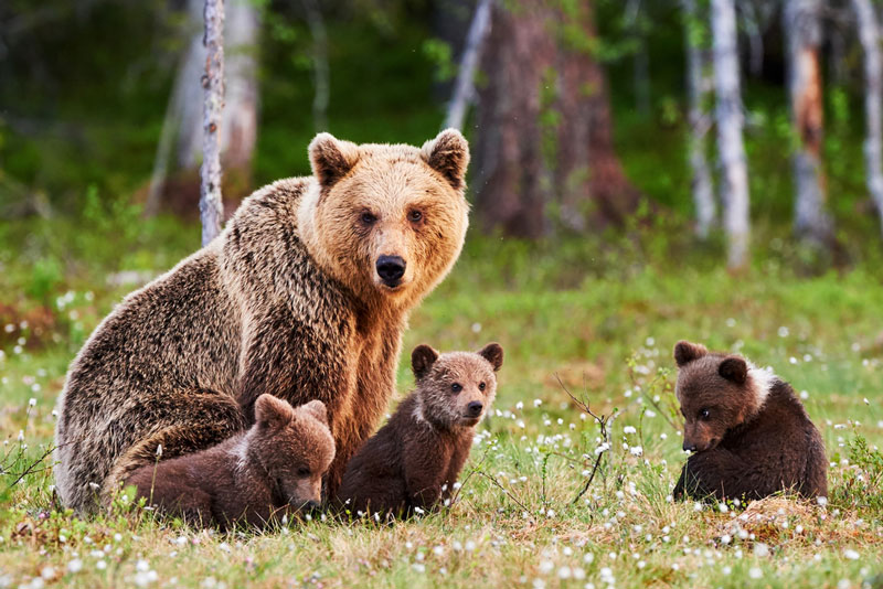 Brown mother bear protecting her cubs