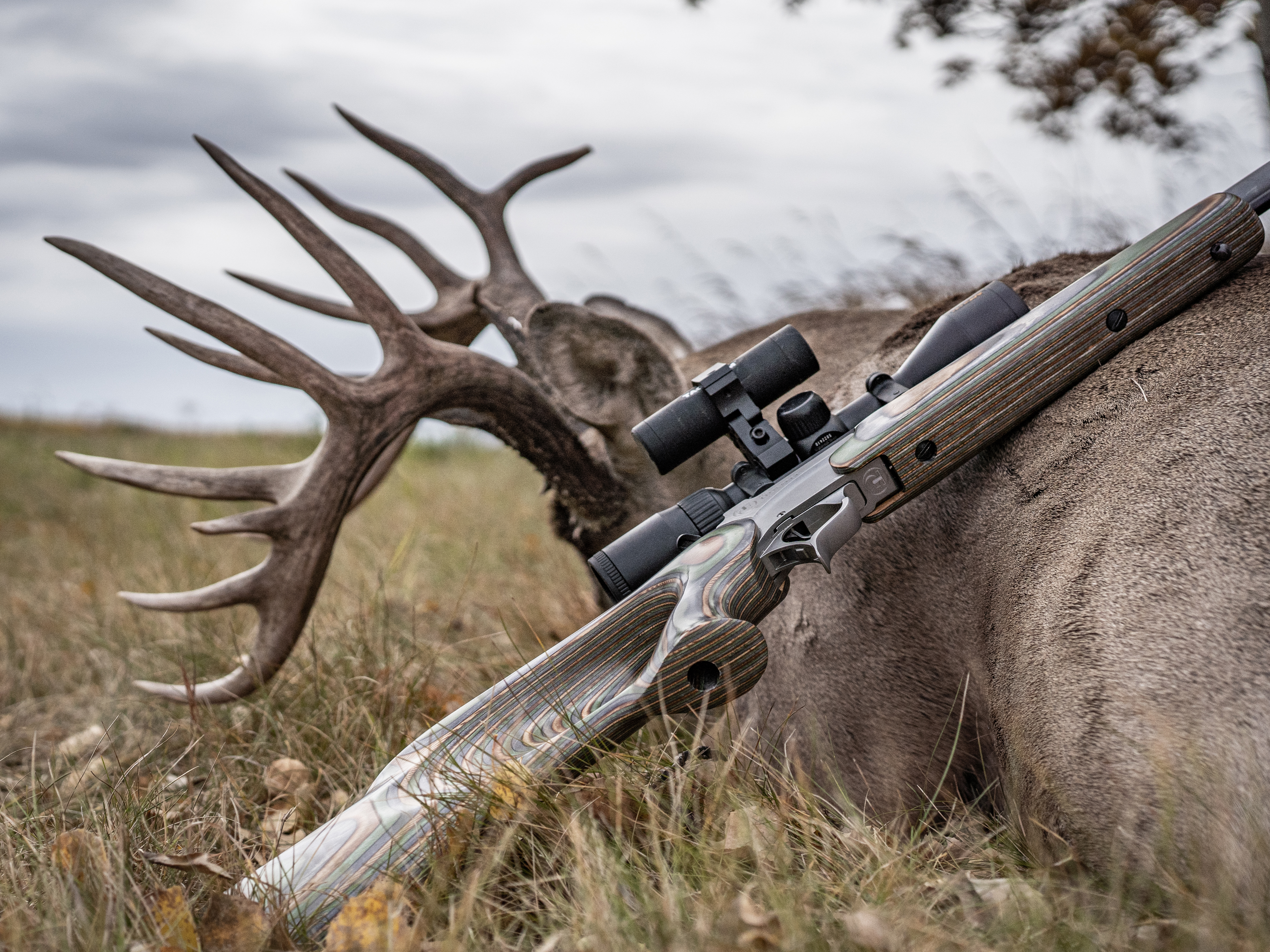 Canadian Whitetail Boyds Gunstocks 2