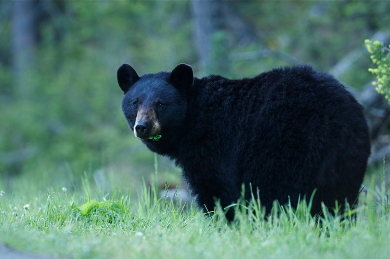 Black bear walking in grass during bear season
