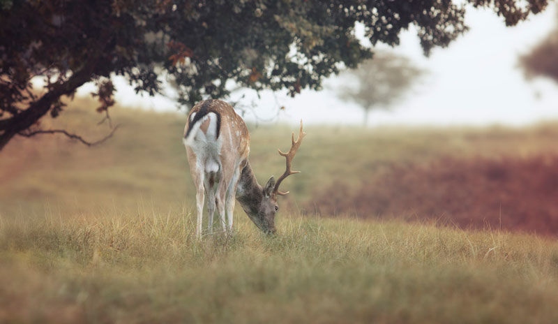 Deer grazing on grass during deer season