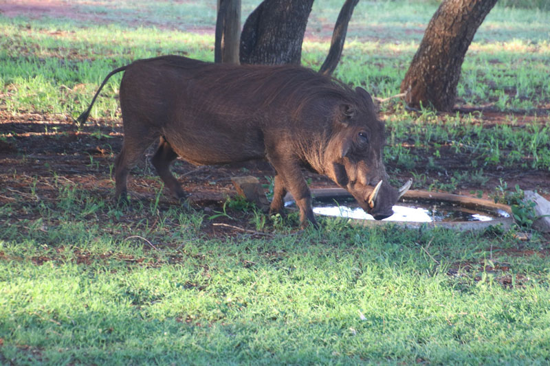 Wild boar walking during boar season