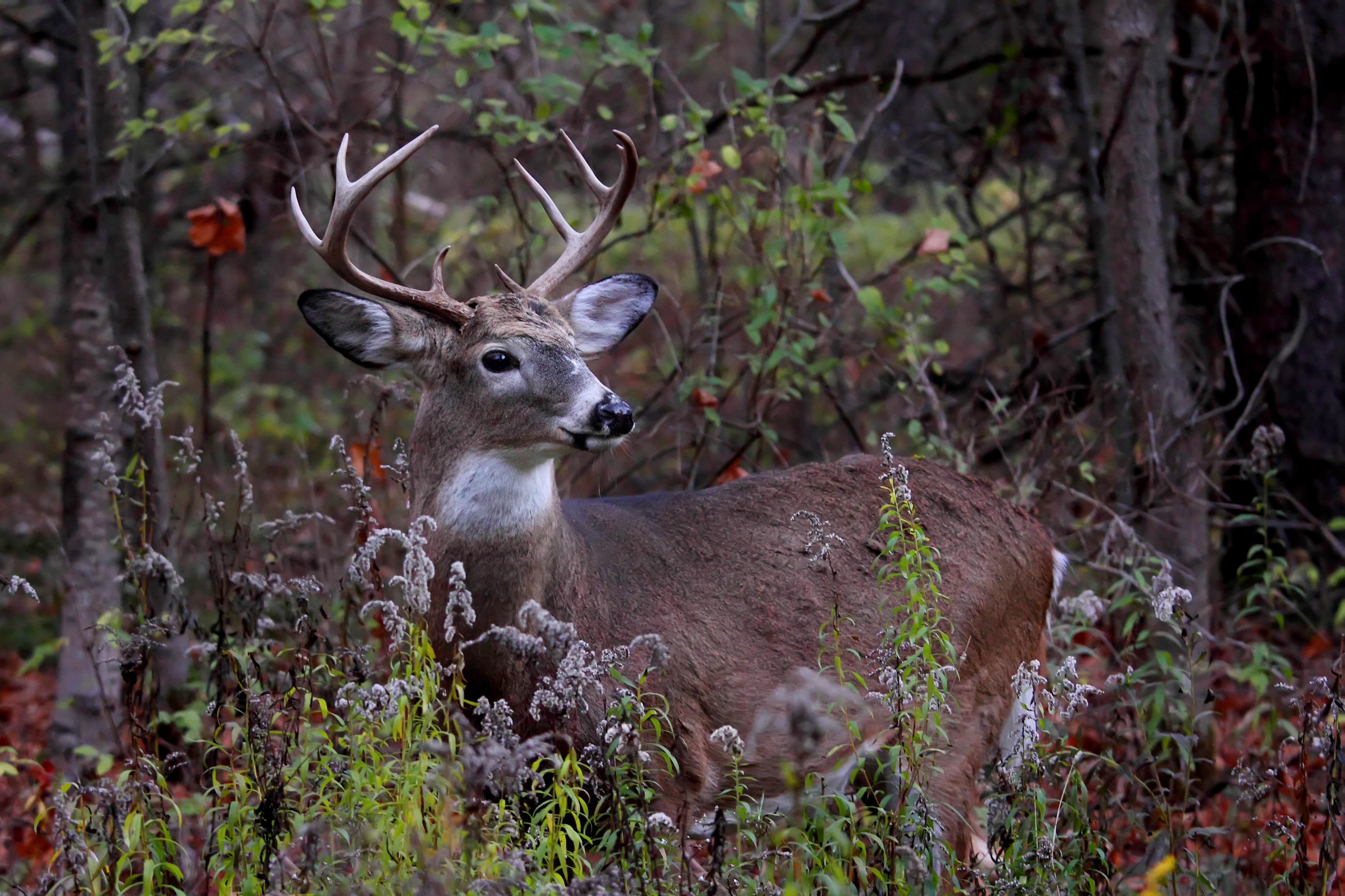 white tailed deer buck walking through meadow-min