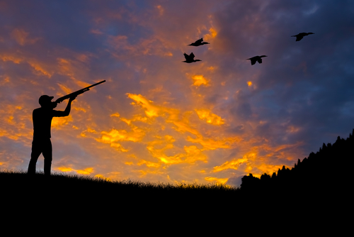 Silhouette of man shooting ducks at dusk or dawn. 