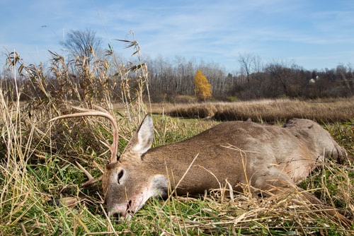 Whitetail buck downed during hunting season