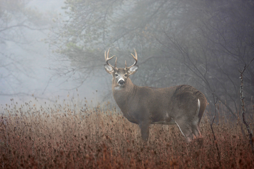 White tailed buck in Autumn fog in the forrest