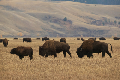 American bison by  the Grand Teton in Yellowstone