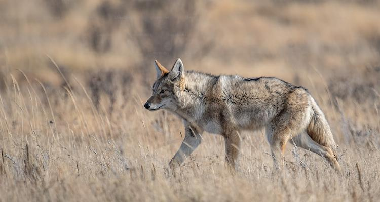 Coyote in a grass field