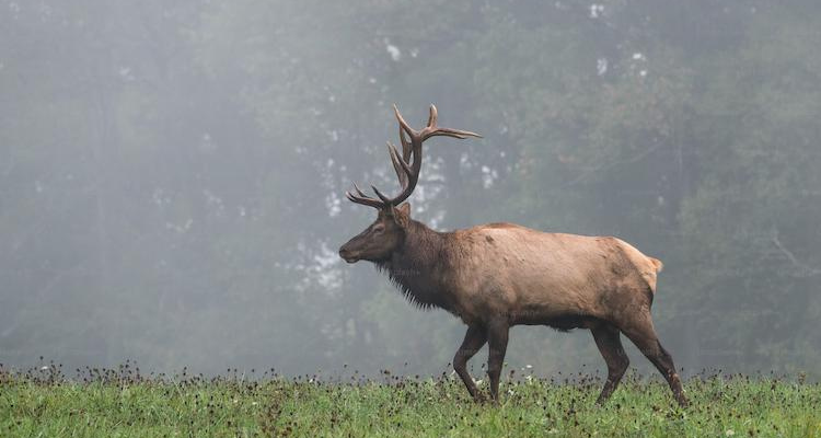 Elk in the woods