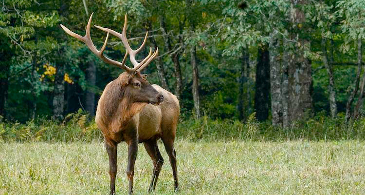 Elk in a forest
