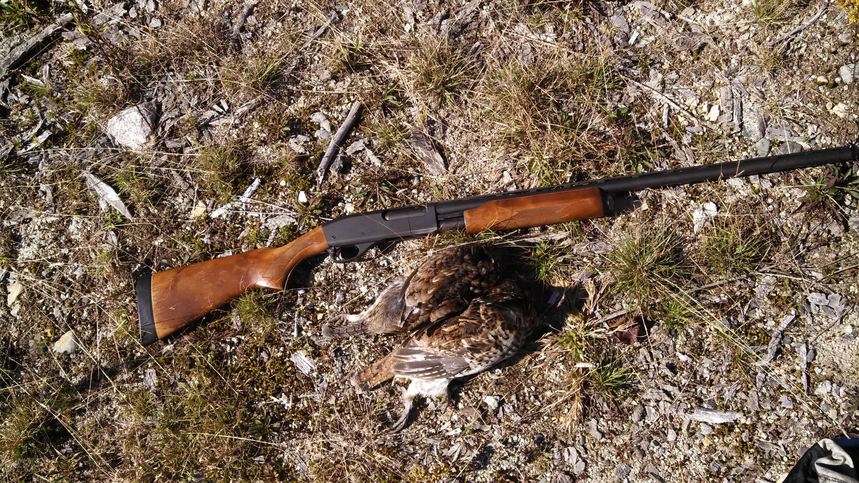 pump action shotgun with bird