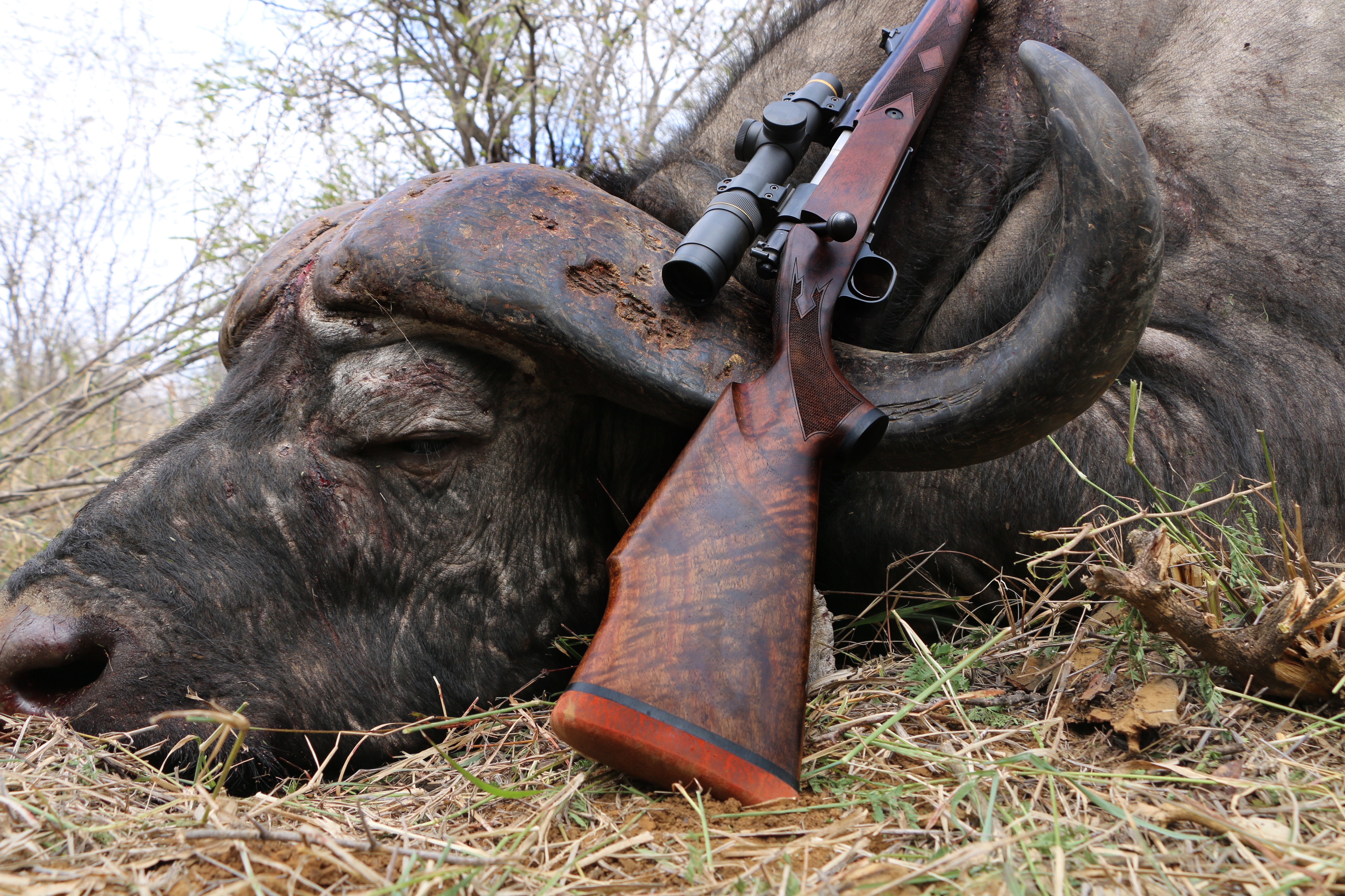 CAPE BUFFALO WITH BOYDS