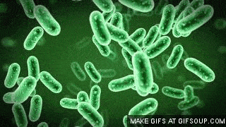Bacteria multiplying