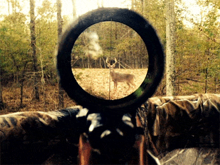 Scoped view of deer in rifle cross hairs