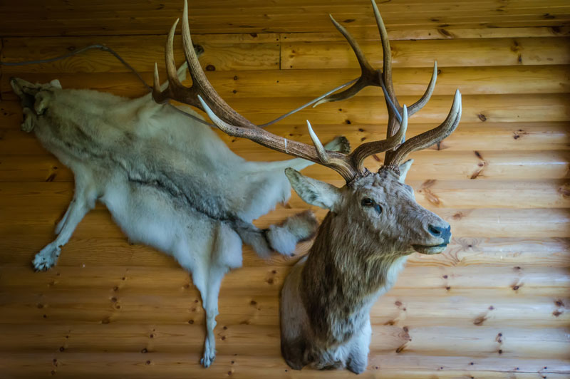 Mounted stag head and wolf pelt on wooden log cabin wall