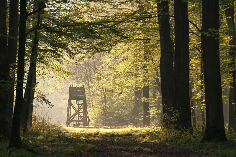 Hunting stand in middle of woods