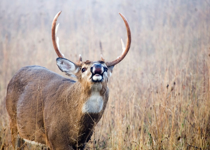 A whitetail deer buck doing a lip curl during the rutting season smelling for a female doe