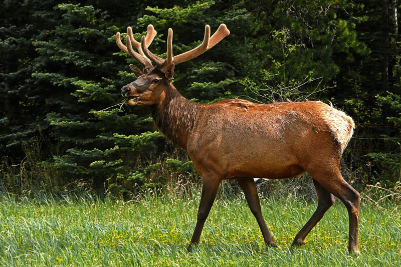 Elk deer walking by forest during hunting season