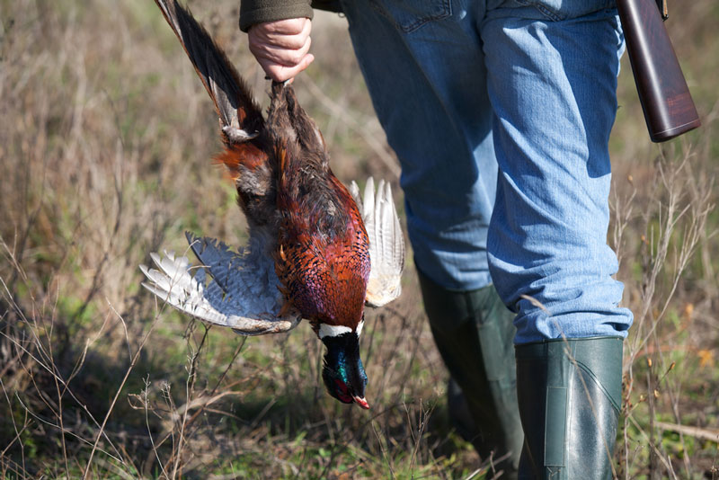 Hunter with killed pheasant in his hand